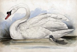 Zwaan